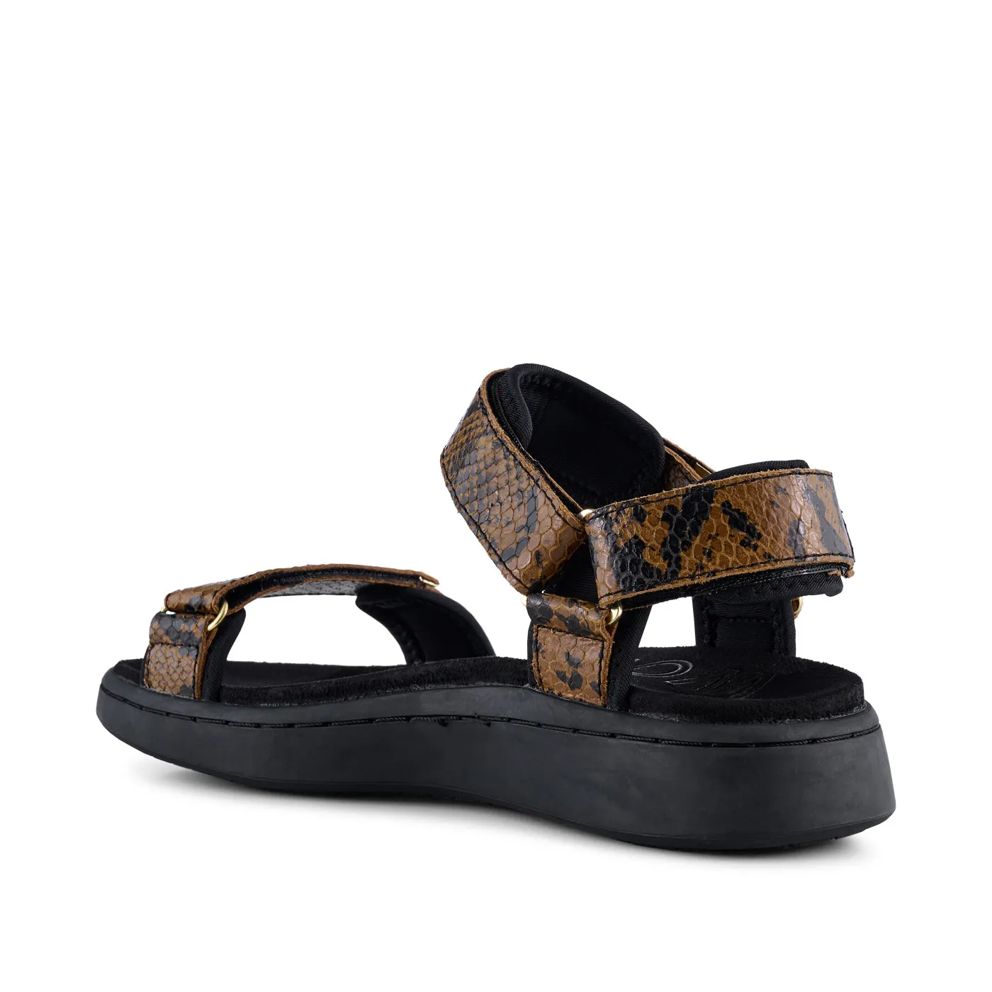 Line Snake - Brown Snake