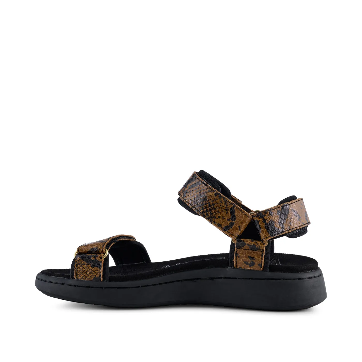 Line Snake - Brown Snake